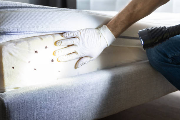 Best Bed Bug Extermination  in Thayer, MO